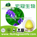 herb extract Halal certified high quality Scutellaria baicalensis